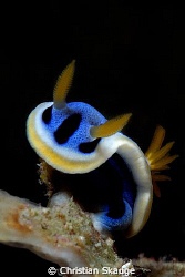 Lil' devil nudibranch, Alona Beach. by Christian Skauge 